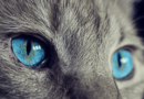 vision du chat