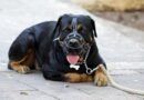 Attestation d'aptitude pour chien