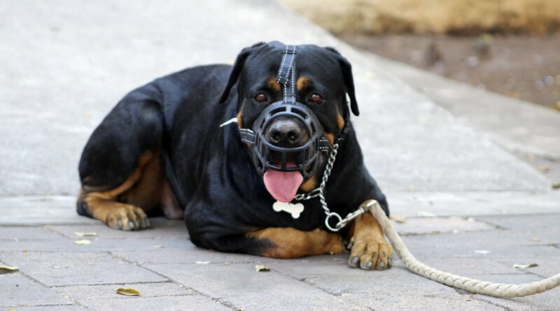 Attestation d'aptitude pour chien