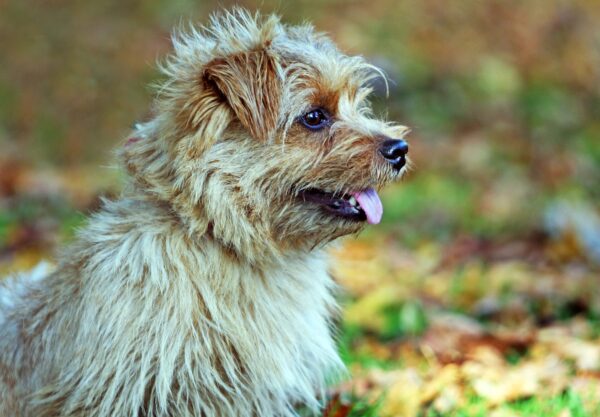 Norfolk Terrier