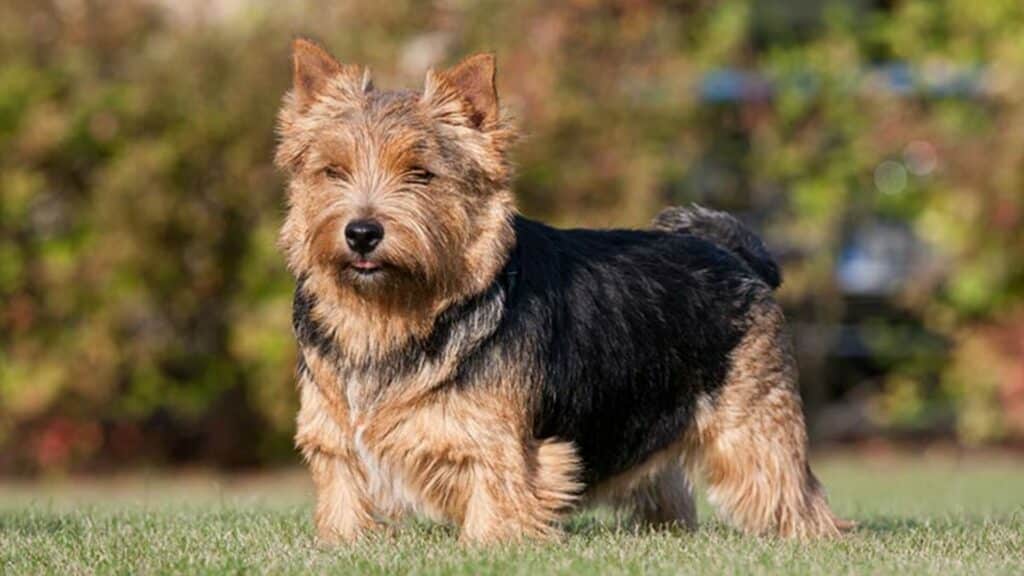 Norwich terrier