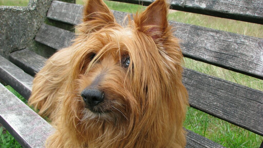 Terrier australien