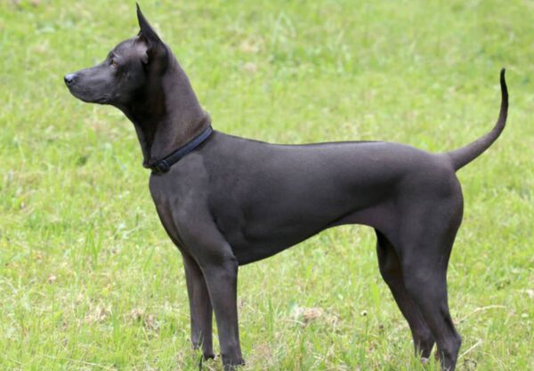 Thaï Ridgeback