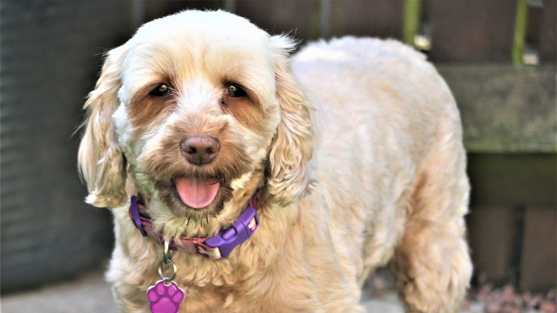 adopter Cockapoo