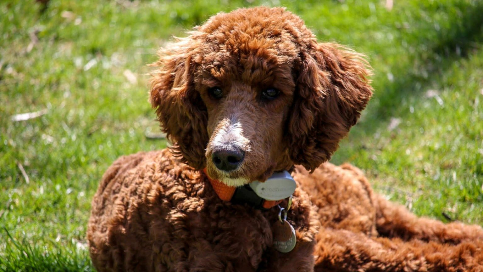 Caniche Royal : Prix de ce chien, Caractère, Santé, Alimentation