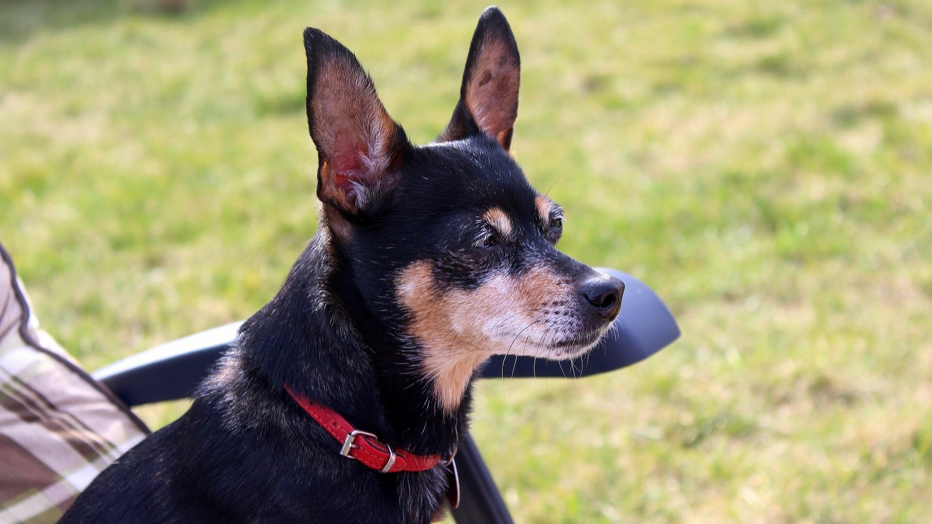 adopter pinscher nain