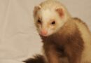 assurance pour furet