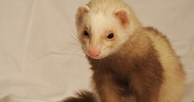 assurance pour furet