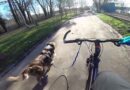 cani-VTT