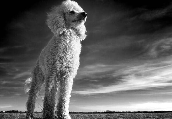 caniche royal