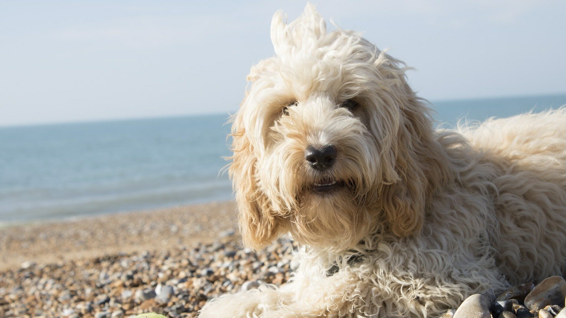 caractère Cockapoo