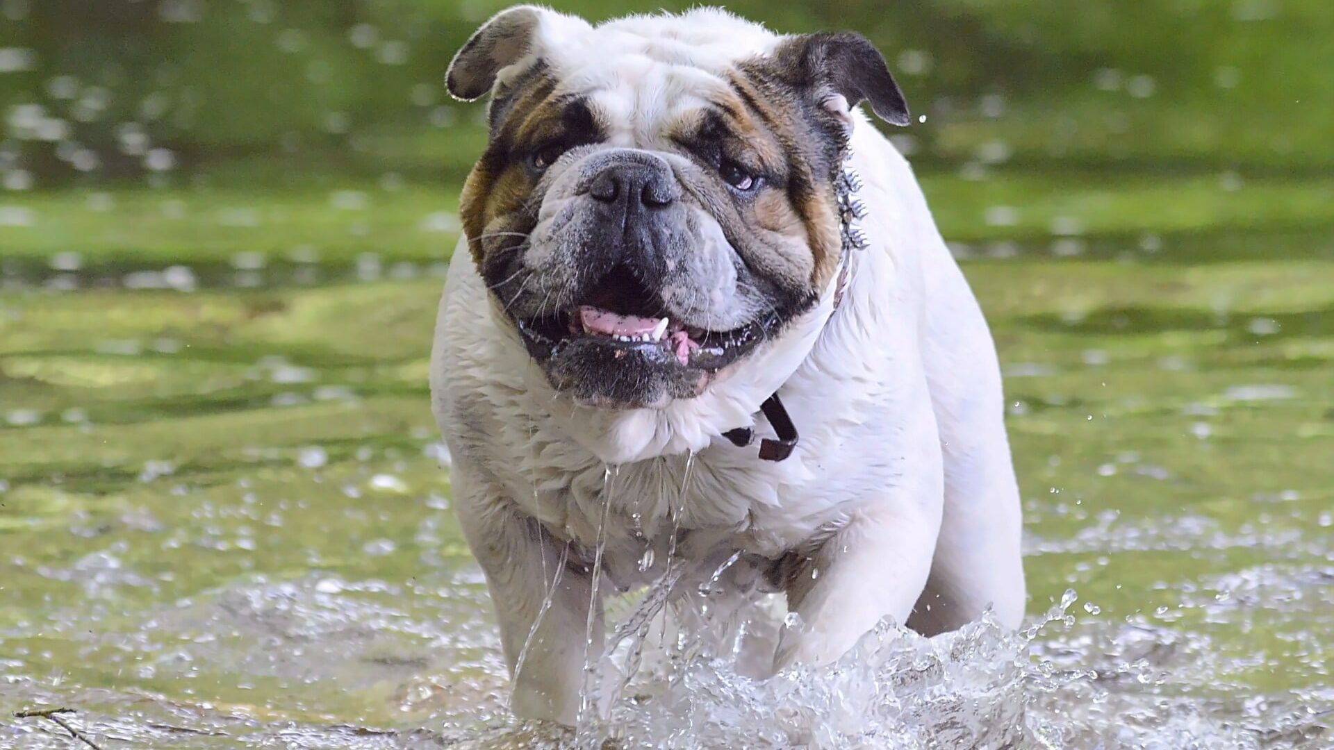 caractère Olde English Bulldogge