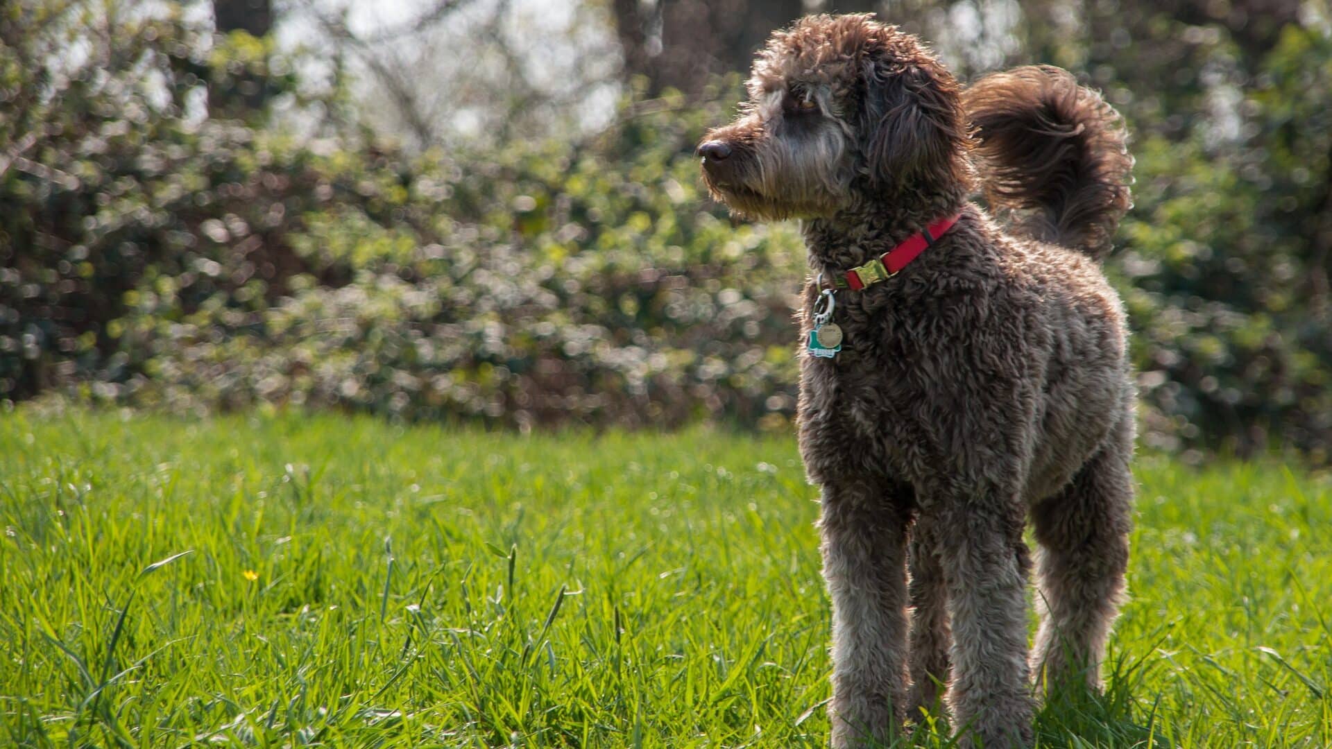 caractère caniche royal