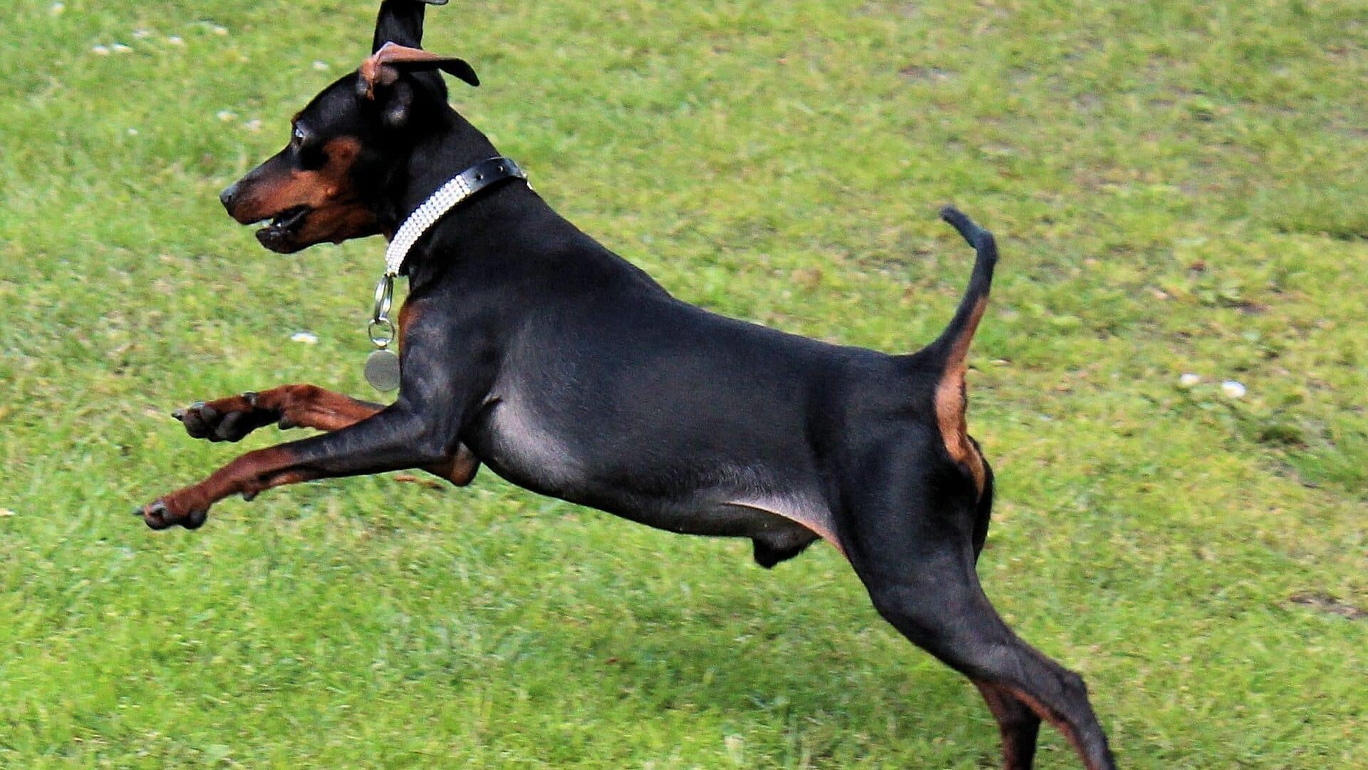 caractère pinscher nain