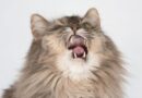 chat qui éternue
