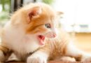 chat qui grogne