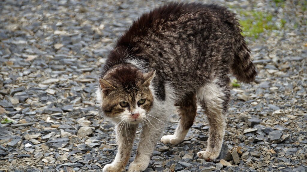 chat qui grogne et agressif