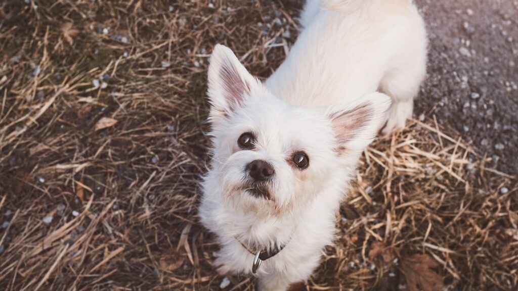 chien Bichon maltais