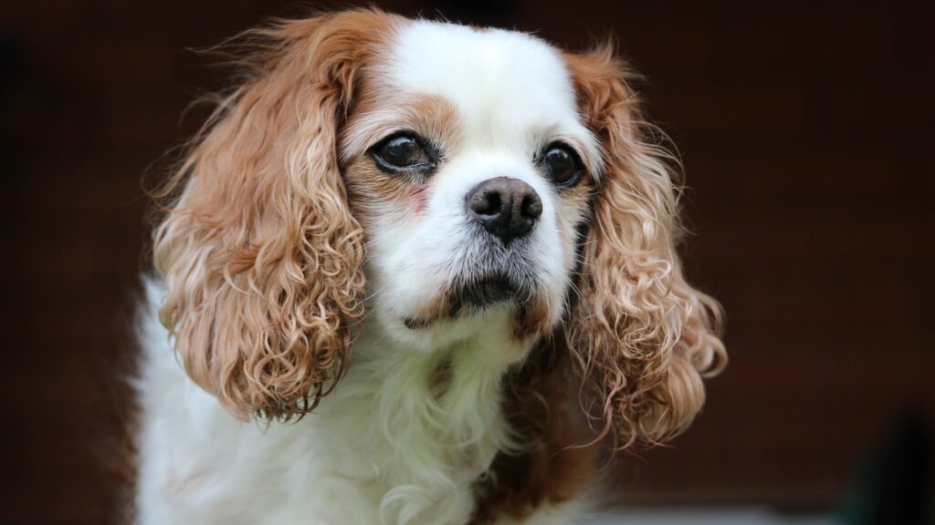 chien Cavalier King-charles