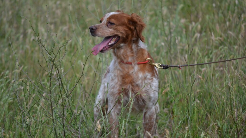 chien Épagneul breton