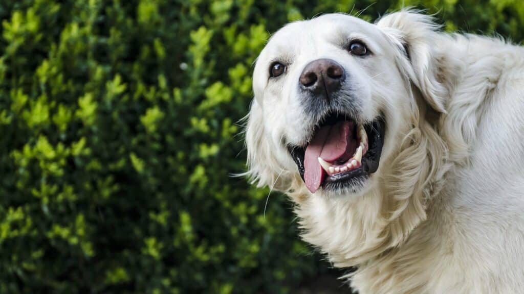 chien Golden retriever