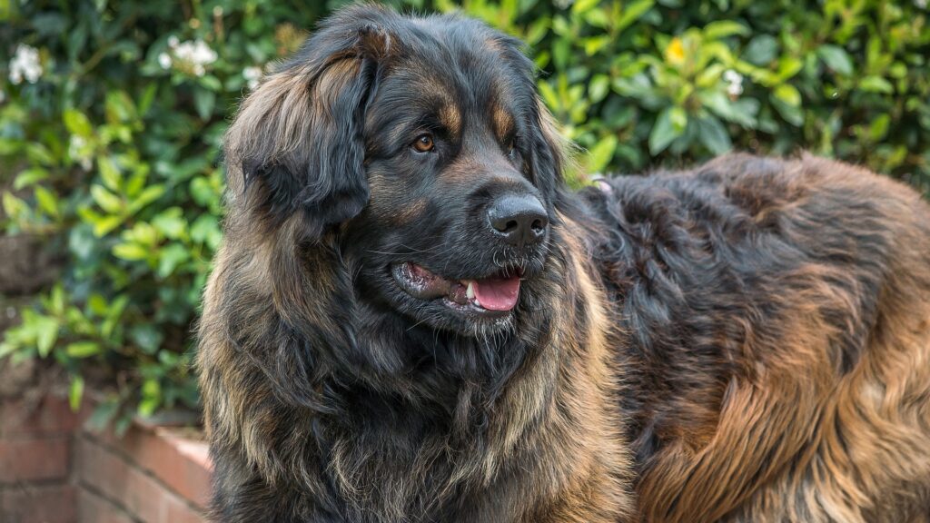 chien Leonberg