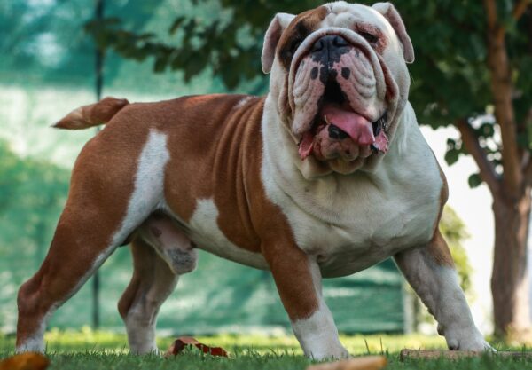 chien Olde English Bulldogge