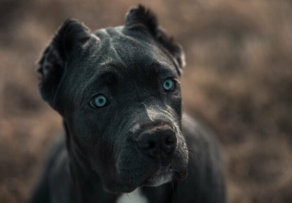 chien bandog