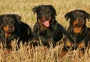 chien de catégorie 2