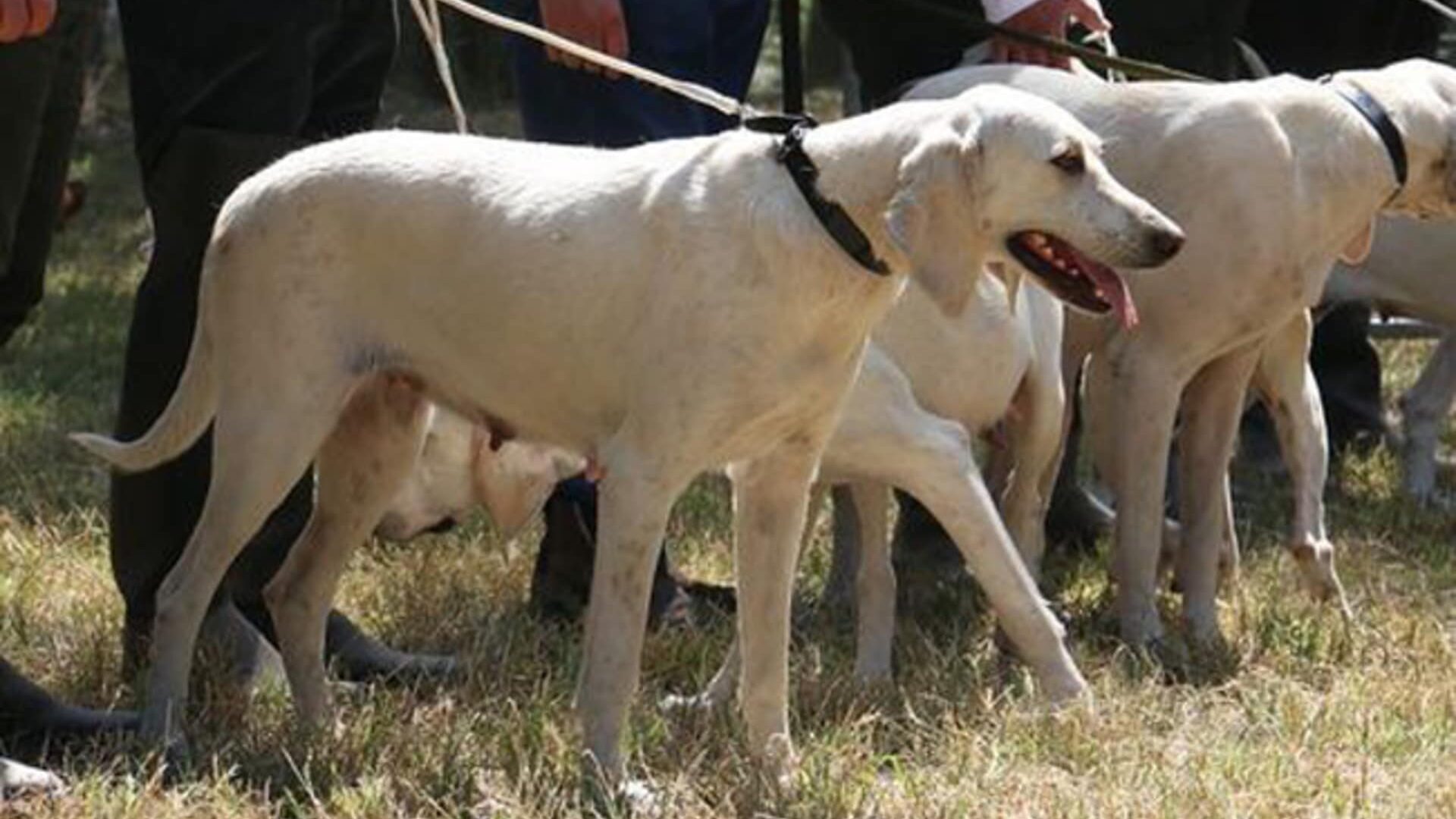 chien de chasse Billy