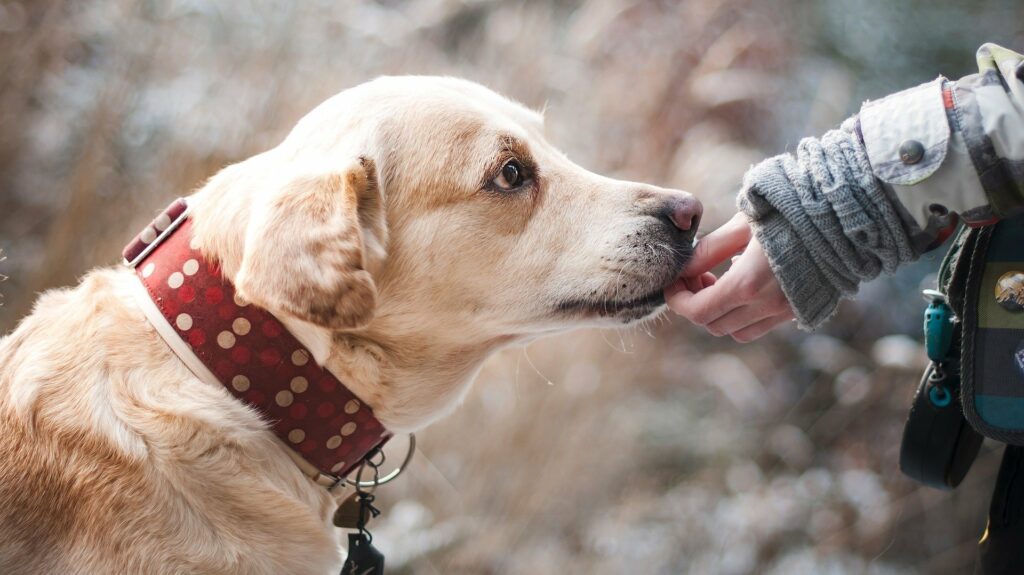 chien labrador