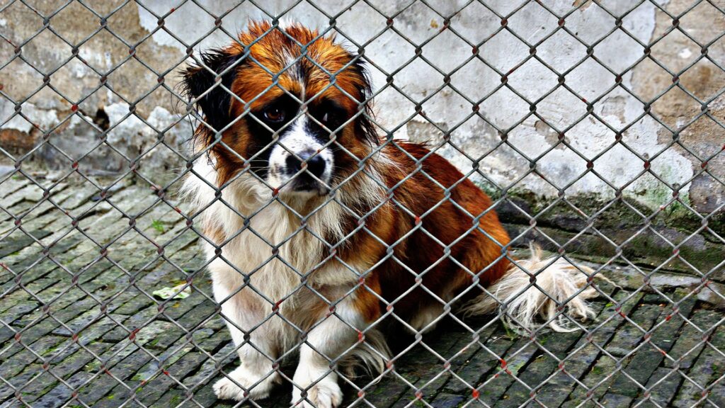 chien maltraité que faire