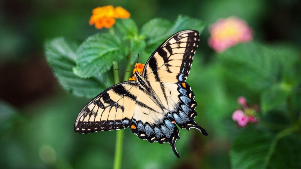 écailles papillons