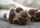 euthanasier un chien