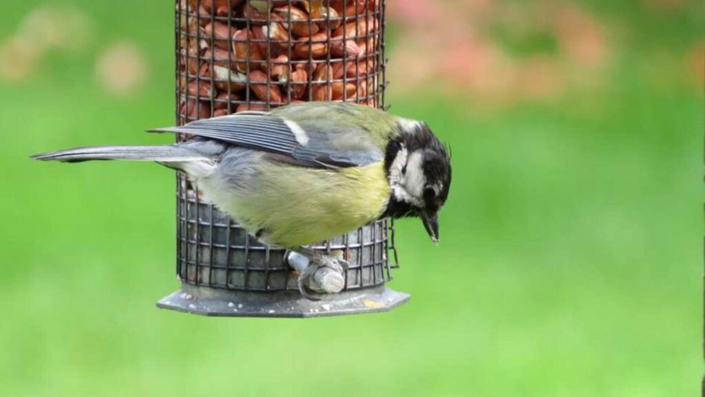 nourrir oiseaux du ciel