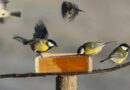 oiseaux du ciel