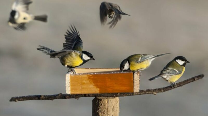 oiseaux du ciel