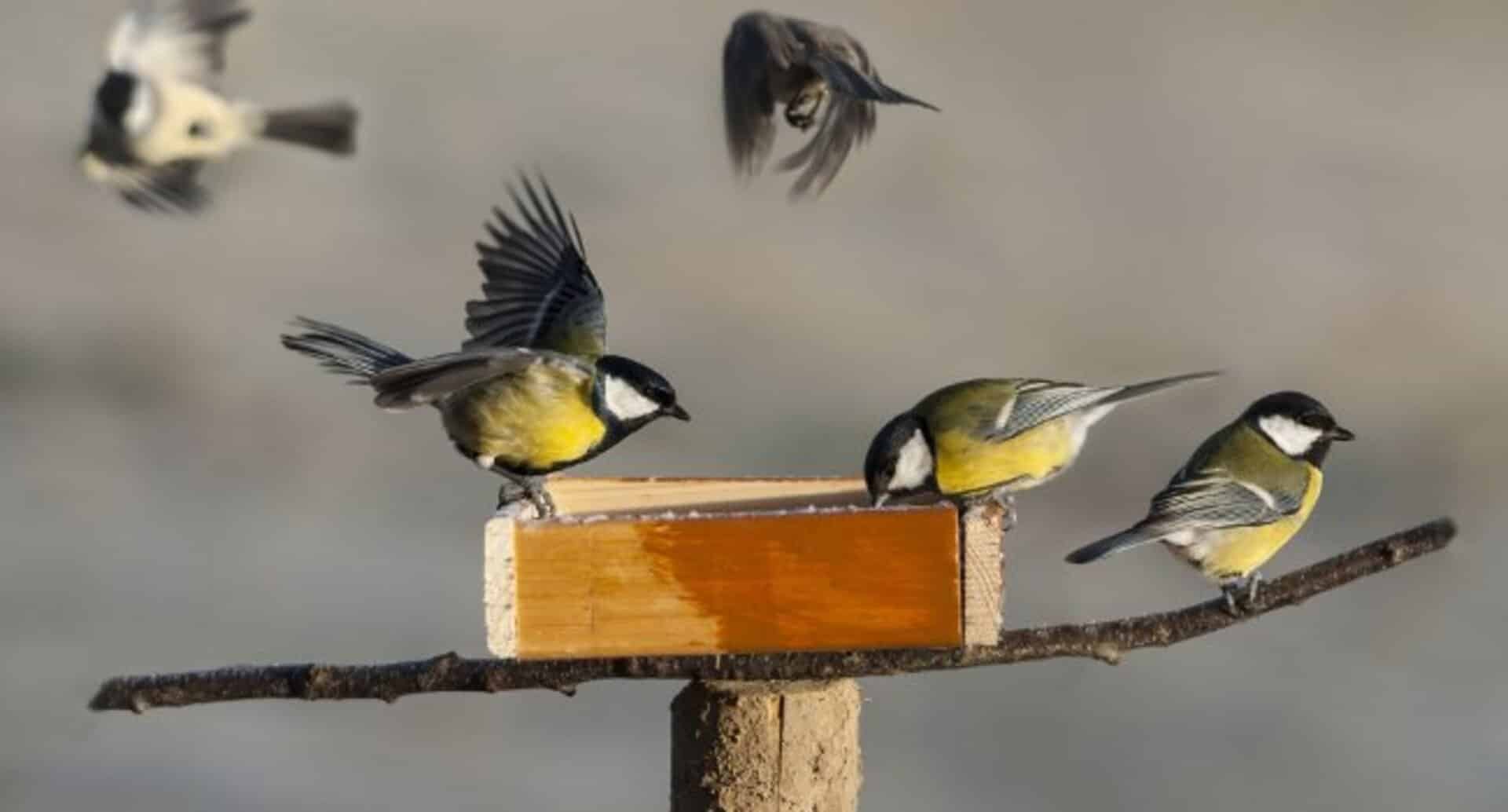 Gourmandises pour oiseaux sauvages - nourriture oiseaux du ciel