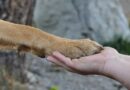 pattes du chien