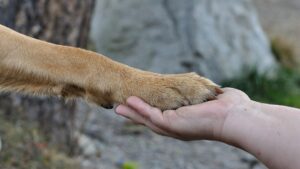 pattes du chien