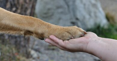 pattes du chien