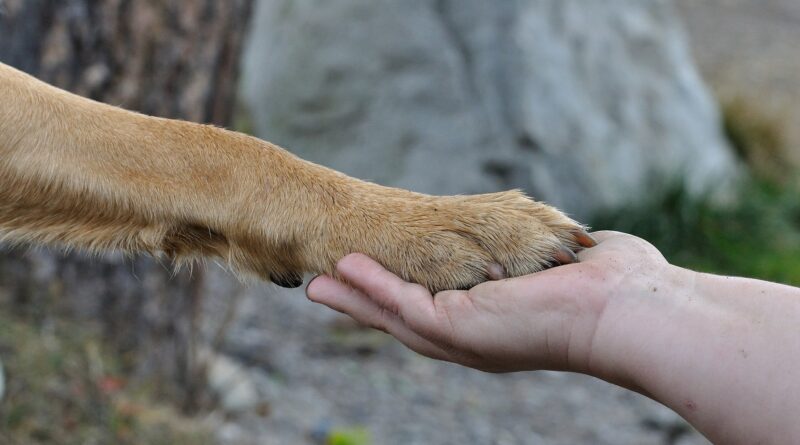 pattes du chien