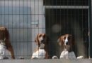 pension pour chiens
