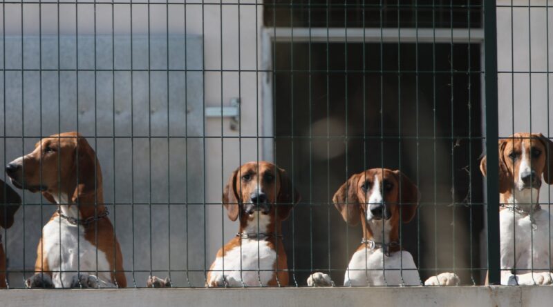 pension pour chiens