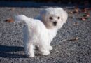 petit chien mignon