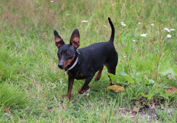 pinscher nain