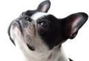 prognathe chez le chien