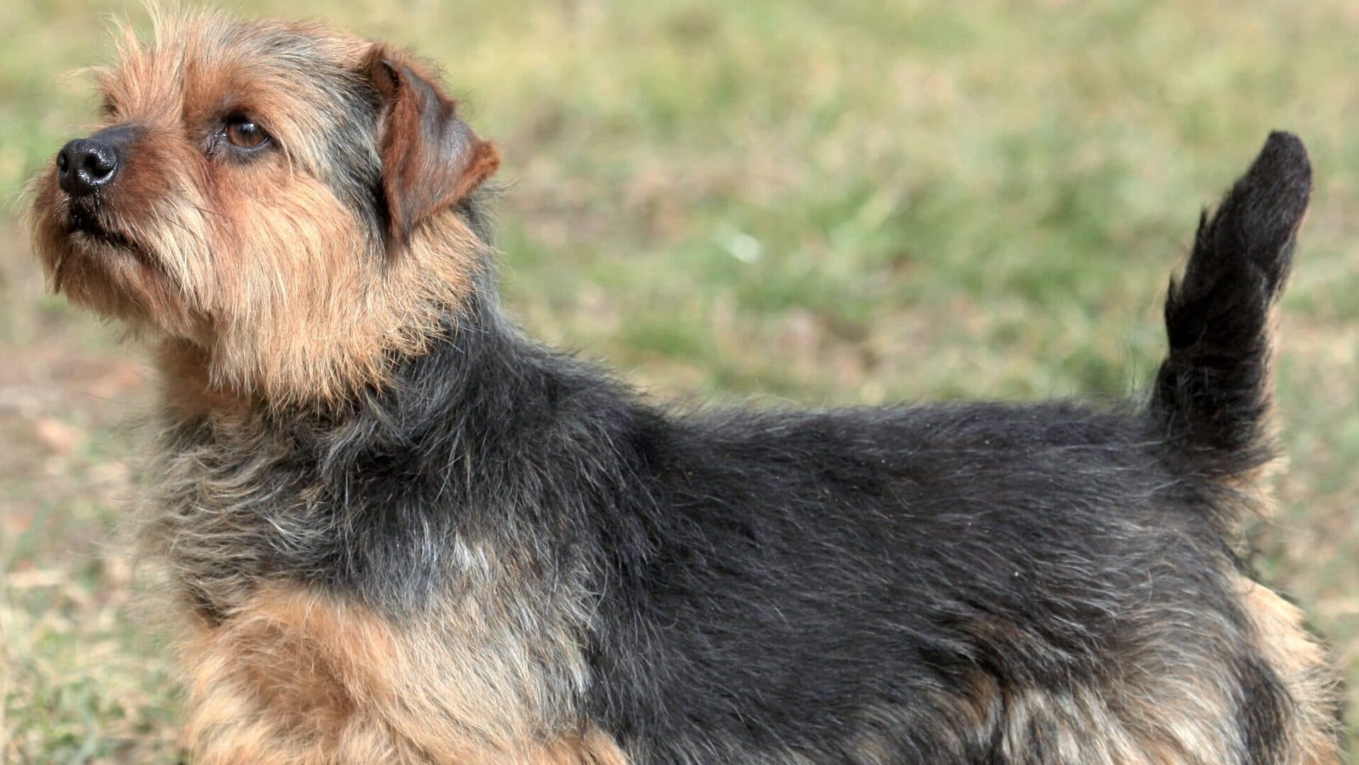 race Norfolk Terrier