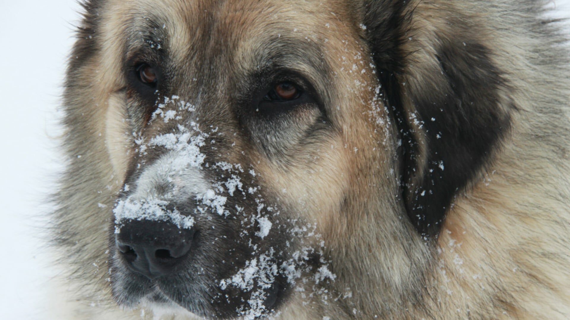 Berger des Carpates : Prix de ce chien, Caractère, Santé, Alimentation