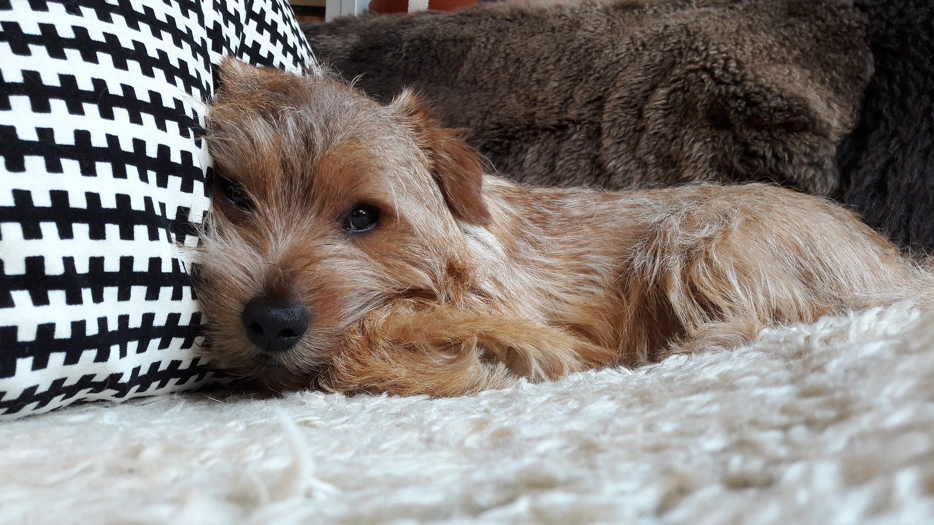 santé Norfolk Terrier